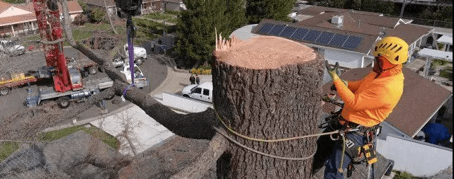 LD Tree Care, License #1094594